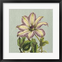 Purple Clematis Framed Print