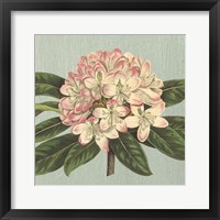 Framed 'Rhododendron' border=