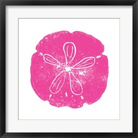 Framed Pink Sand Dollar