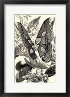 Framed B&W Butterfly II