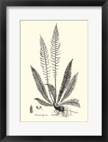 Framed B&W Fern I