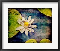 Framed Kenilworth Lilies I