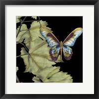 Butterfly on Vine II Framed Print