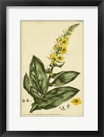 Framed Verbascum, Pl. CCLXXIII