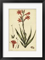 Framed Watsonia, Pl. CCLXXVI