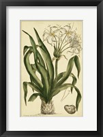 Framed Crinum, Pl. CX