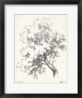 Framed Oak Tree Study