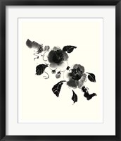 Framed Studies in Ink - Camellia