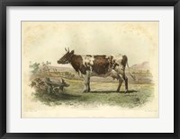 Framed Vache D'Ayr