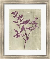 Framed Impressions in Plum