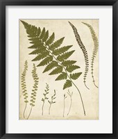 Framed Fern Portfolio II