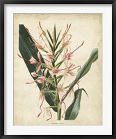 Tropical Delight III Framed Print