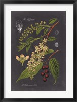 Framed Midnight Botanical II
