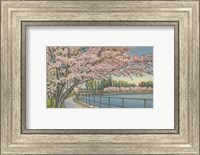 Framed Cherry Blossoms, Potomac Park