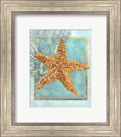 Framed 'Starfish and Coral' border=