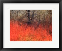 Red Grass II Framed Print