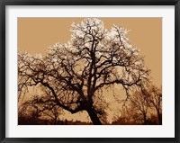 Framed Oak Tree on Tope