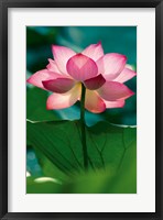 Framed Lotus In Radiance