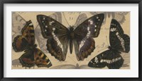 Bold Butterfly Panel II Framed Print