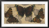 Bold Butterfly Panel III Framed Print