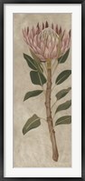 Protea II Framed Print