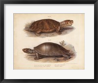 Antique Turtle Pair II Framed Print