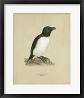 Framed Antique Penguin I