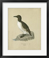 Framed Antique Penguin II