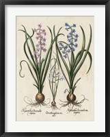 Besler Hyacinth I Framed Print