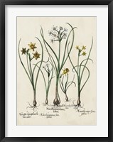 Framed Besler Narcissus II