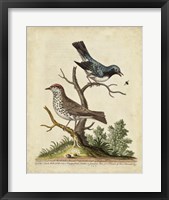 Framed Edwards Bird Pairs V