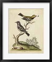 Framed Edwards Bird Pairs VIII