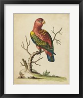 Framed Edwards Parrots IV