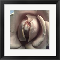 Framed Blushing Rose II