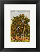 Framed Picking Oranges in California, Vintage Post Card