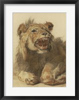 Framed Lion Snarling