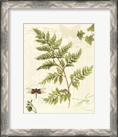 Framed 'Ivies and Ferns I' border=