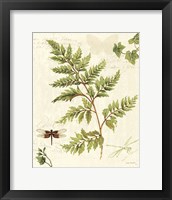 Ivies and Ferns I Framed Print