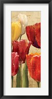 Framed Tulip Fantasy on Cream III