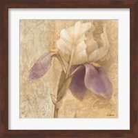 Framed 'Brocade Iris' border=