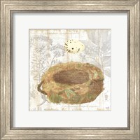 Framed 'Botanical Nest I' border=