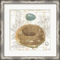 Framed 'Botanical Nest III' border=