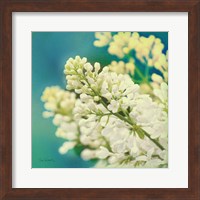 Framed 'Natures Lilac Blossom' border=