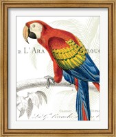 Framed 'Parrot Botanique II' border=