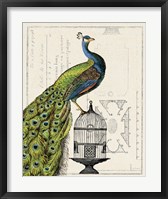 Framed Peacock Birdcage I