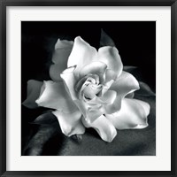 Framed Gardenia