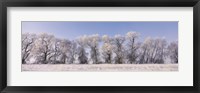 Framed Cottonwood trees covered with snow, Lower Klamath Lake, Siskiyou County, California, USA