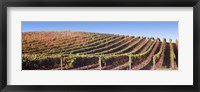 Framed Rows of vines on a hill, Napa Valley, California, USA