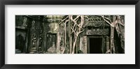 Framed Ruins of Ta Prohm Temple, Angkor, Cambodia