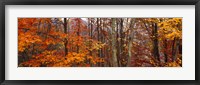 Framed Autumn trees in Great Smoky Mountains National Park, North Carolina, USA